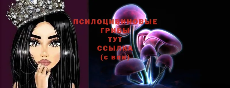 Галлюциногенные грибы Cubensis  Вышний Волочёк 